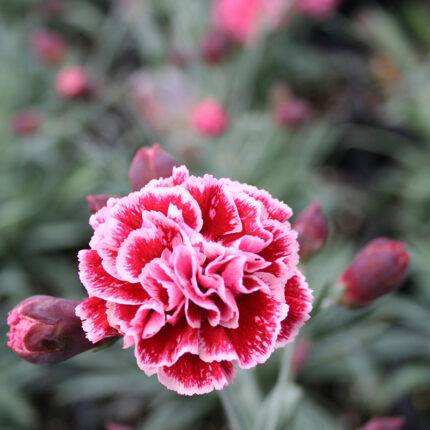 Dianthus Sugar Plum