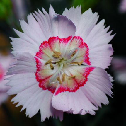 Dianthus Tequila Sunrise