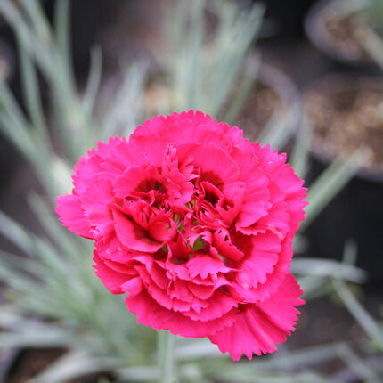Dianthus Waterloo Sunset