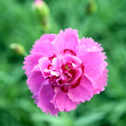 Dianthus Whatfield Can Can