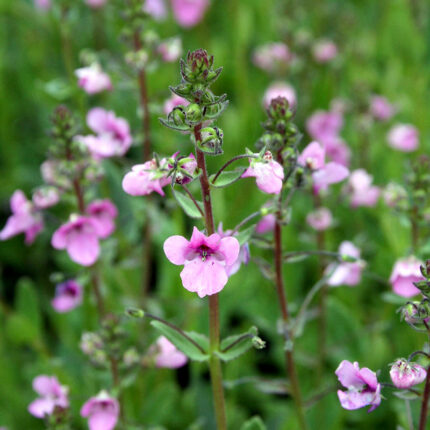 Diascia Lilac Belle