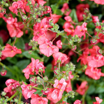 Diascia Red Miracle