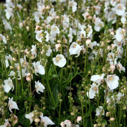 Diascia White Miracle