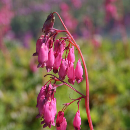 Dicentra Adrian Bloom