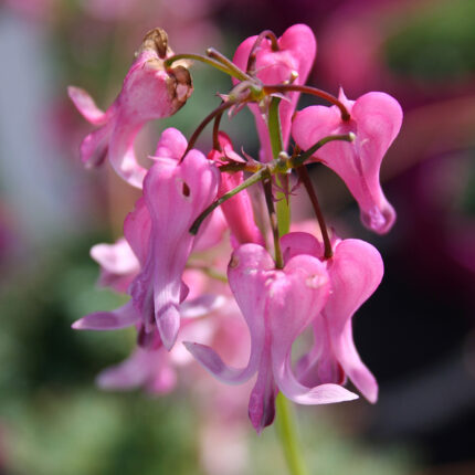 Dicentra Amore Pink