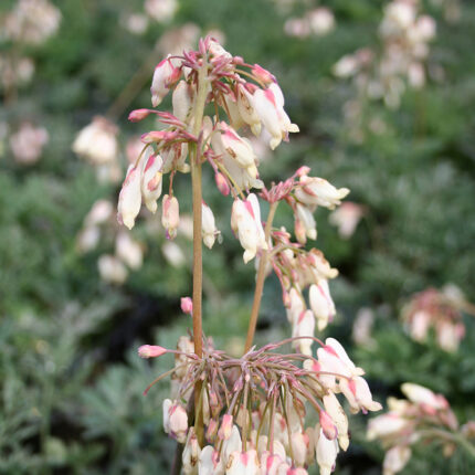 Dicentra Pearl Drops