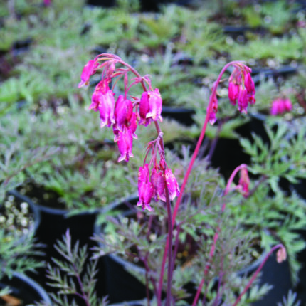 Dicentra Stuart Boothman