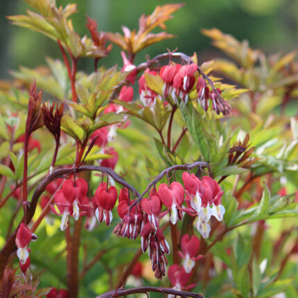 Dicentra Valentine