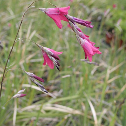 Dierama pumilum