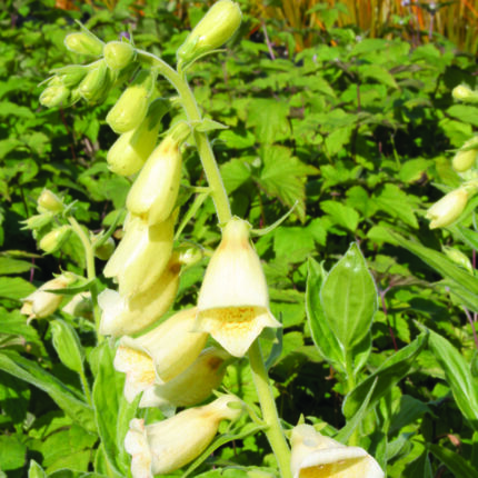 Digitalis grandiflora Carillon