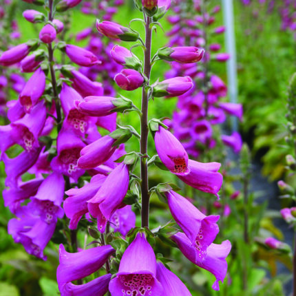 Digitalis purp Dalmation Purple