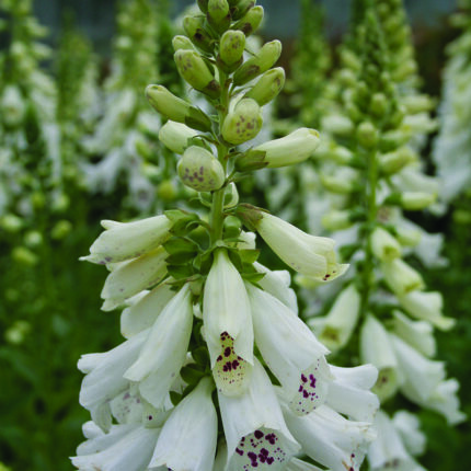 Digitalis purpurea Dalmation White