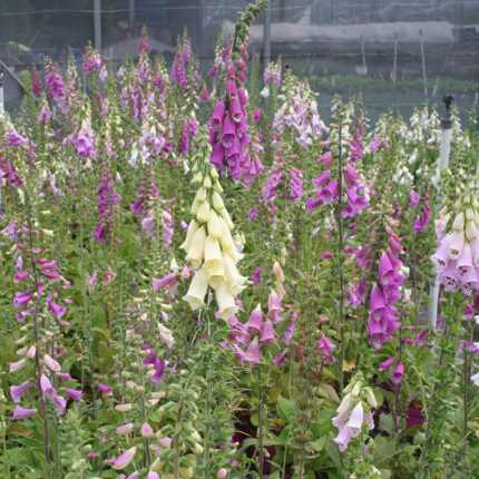 Digitalis purpurea Foxy