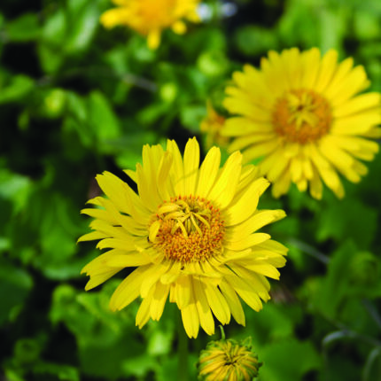 Doronicum or Little Leo
