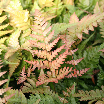 Dryopteris erythrosora