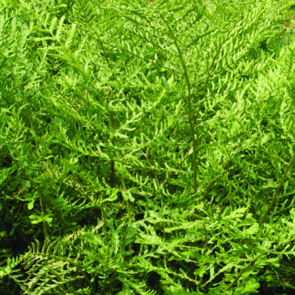 Dryopteris f.m. Linearis Polydactyla