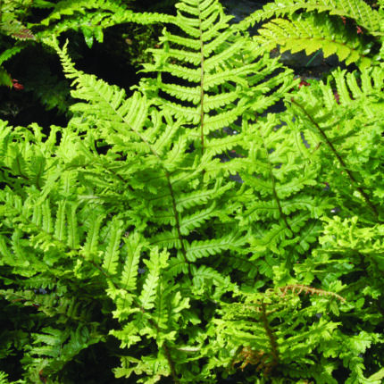 Dryopteris af Cristata The King