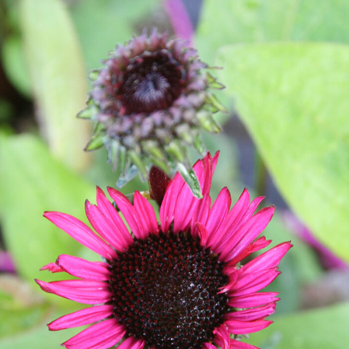 Echinacea purp Fatal Attraction