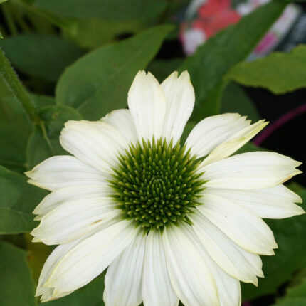 Echinacea p Pow Wow White