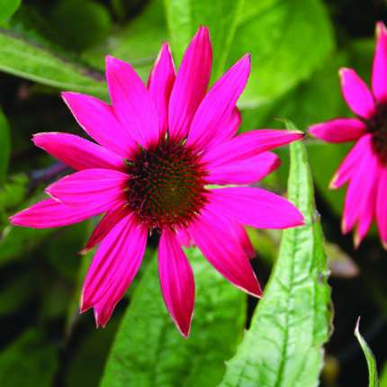Echinacea p Pow Wow Wild Berry
