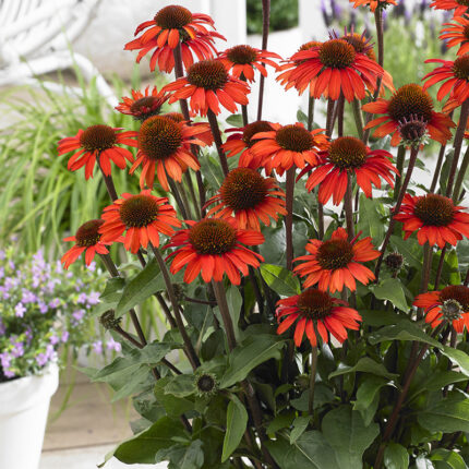 Echinacea Sunseekers Orange