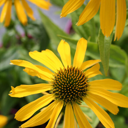 Echinacea SunSeekers Yellow