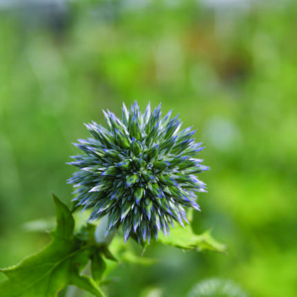 Echinops bann Blue Globe