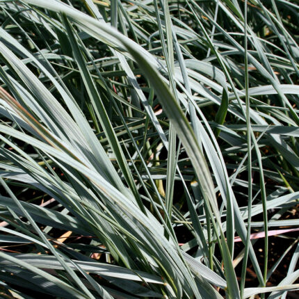 Elymus magellanicus