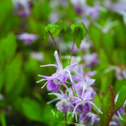 Epimedium Akebono