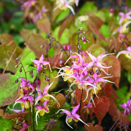 Epimedium gr Lilafee