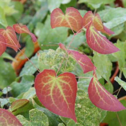 Epimedium x rubrum