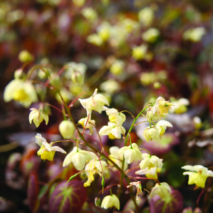 Epimedium x ver Sulphureum