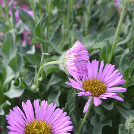Erigeron Sea Breeze