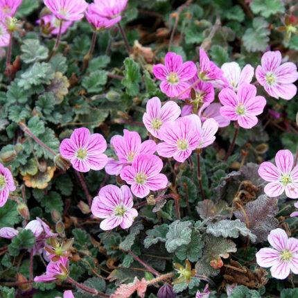 Erodium x var Bishops Form