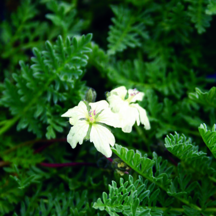 Erodium chrysanthmum
