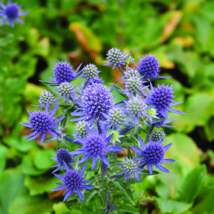 Eryngium planum Blue Hobbit