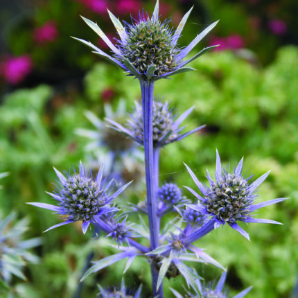 Eryngium bourgatii