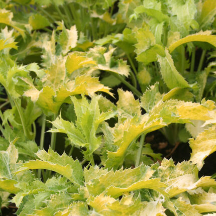 Eryngium Neptunes Gold