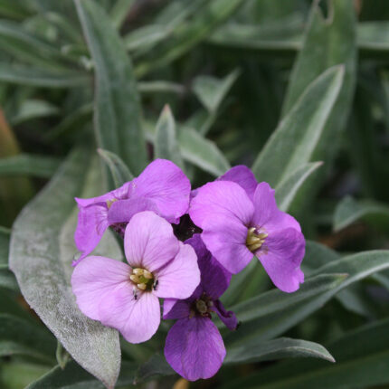 Erysimum Bowles Mauve