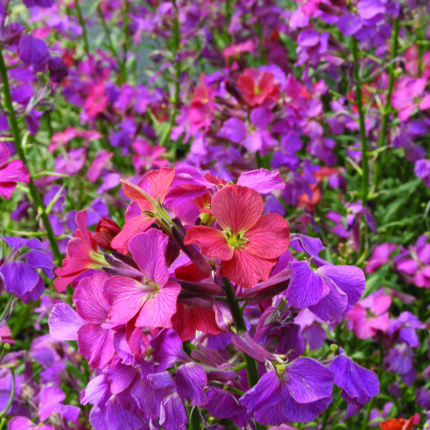 Erysimum Constant Cheer