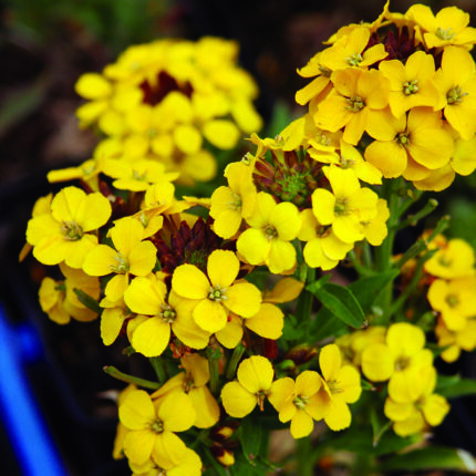 Erysimum suff Goldstaub