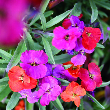 Erysimum hyb Red Jep