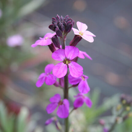 Erysimum Winter Joy
