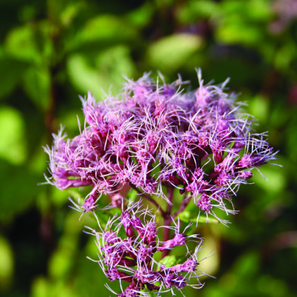 Eupatorium mac Atropurpureum