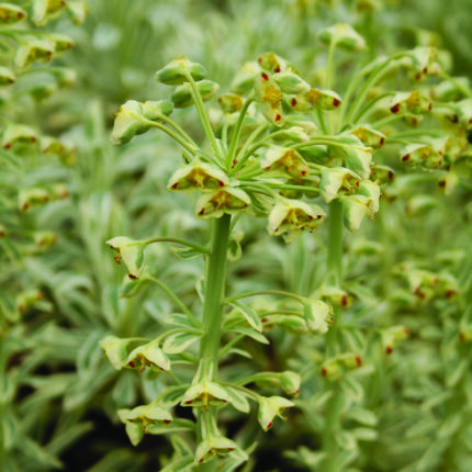 Euphorbia char Burrow Silver