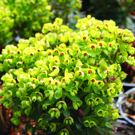 Euphorbia colibri