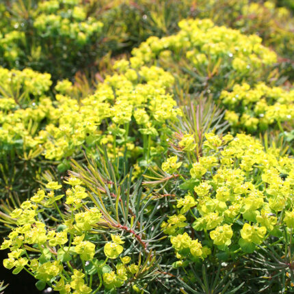 Euphorbia cyp Clarice Howard