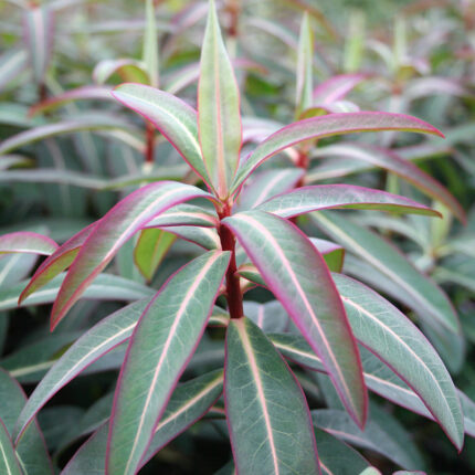Euphorbia Excalibur