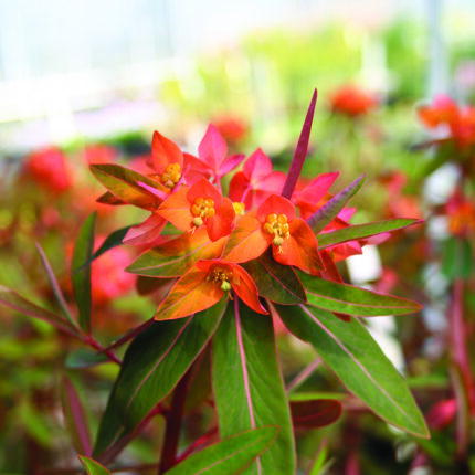 Euphorbia griffithii Fireglow