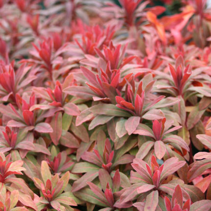 Euphorbia amygd Purpurea Rubra